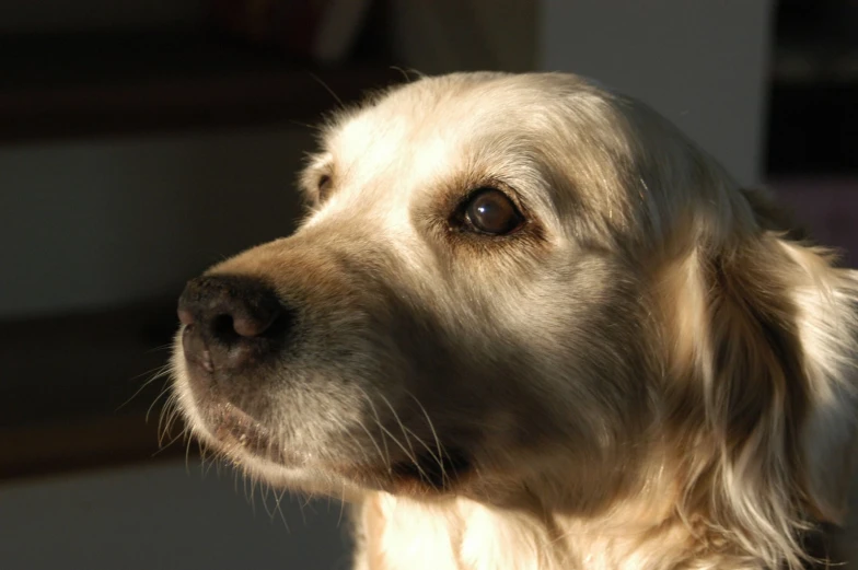 a close up of a golden retriever's face with light in background