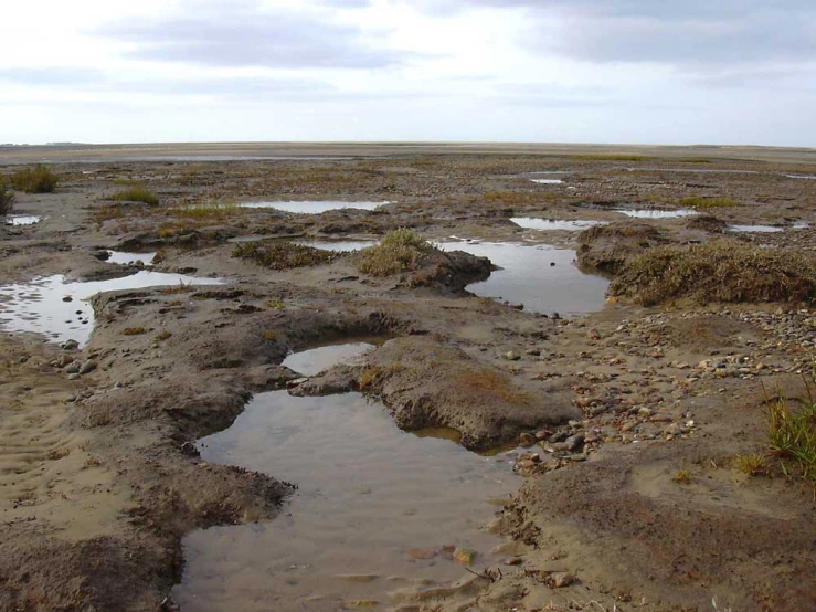 a patch of sand with water and plants next to it