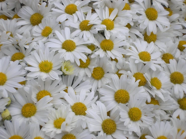 many white flowers are arranged next to each other