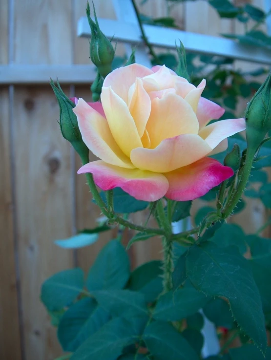 a pink and yellow rose is in bloom outside