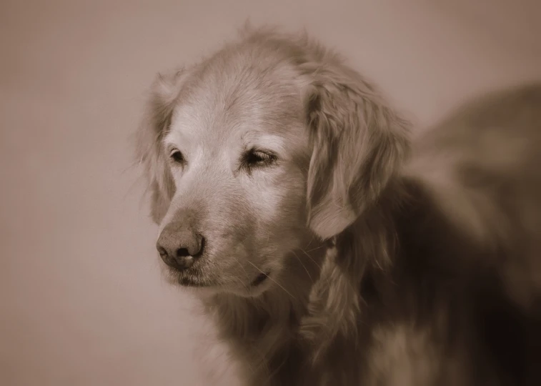 a golden retriever with blue eyes standing on a beige background