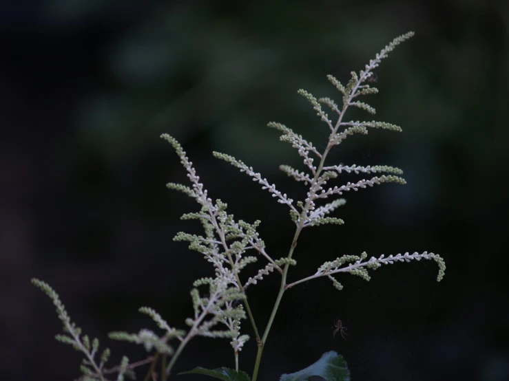 a plant with white flowers in the background