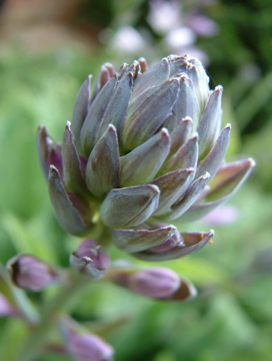 a purple flower bud on some plants