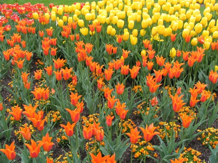 colorful flowers and grass in a field