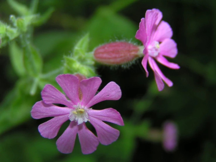 an extremely pink flower that grows next to some green leaves