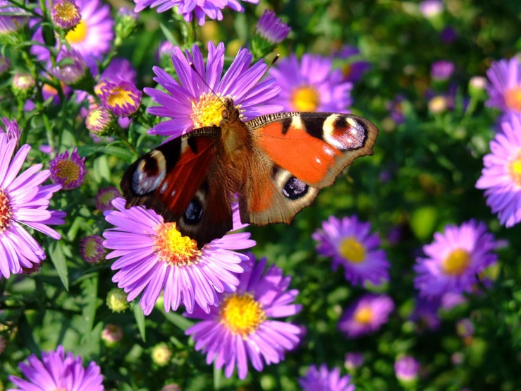 an orange and brown erfly on purple flowers