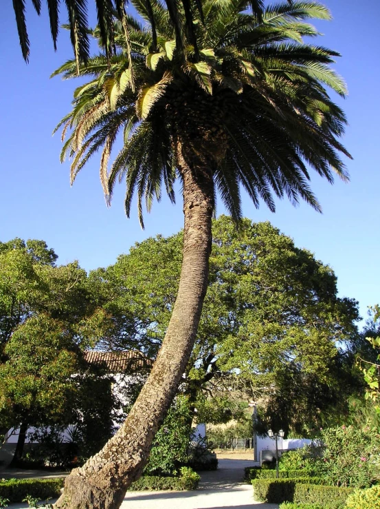 palm tree with street sign in the foreground