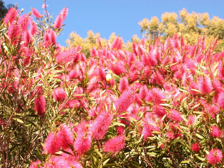 bright pink flowers with purple green leaves against a blue sky