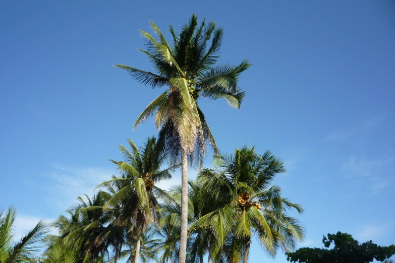 the palm trees are tall against a blue sky