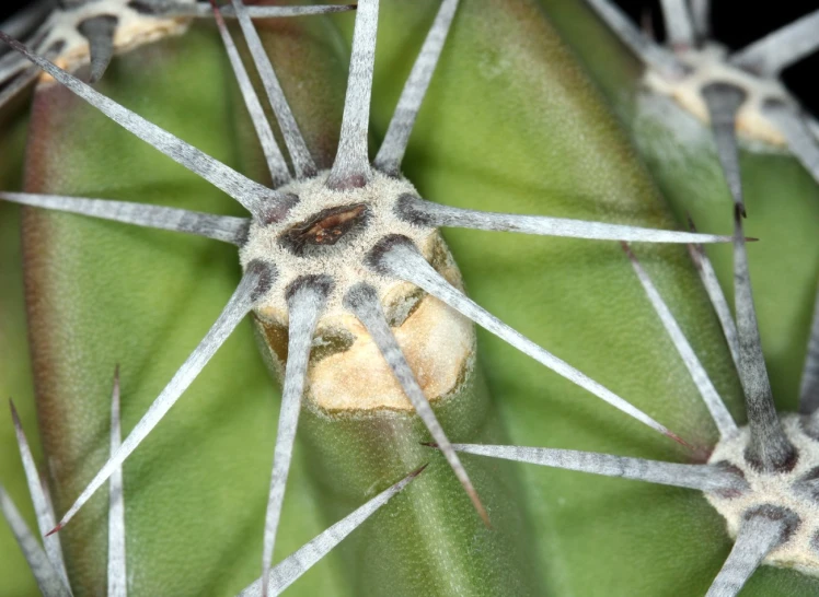a close - up s of a plant with spikes