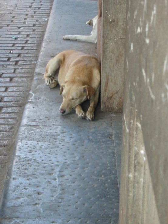 a dog is resting on a wet pavement