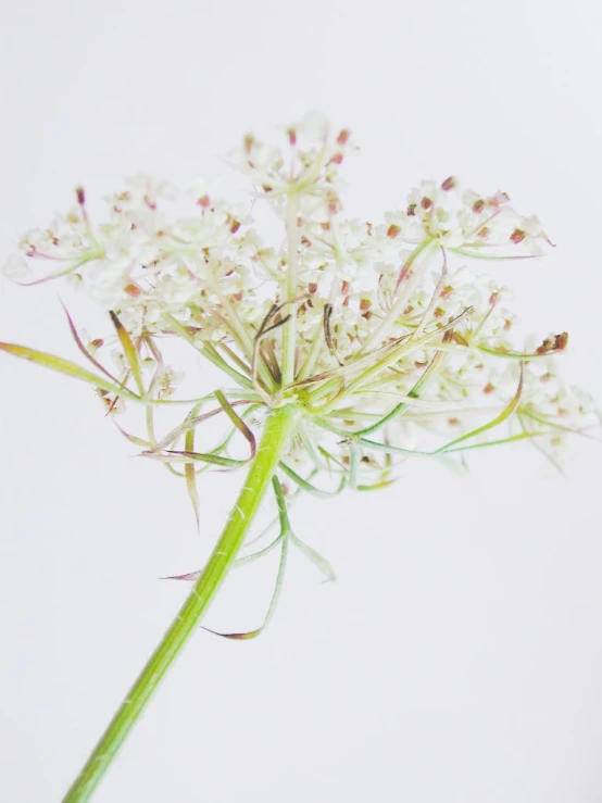 a large white flower is growing in a clear vase