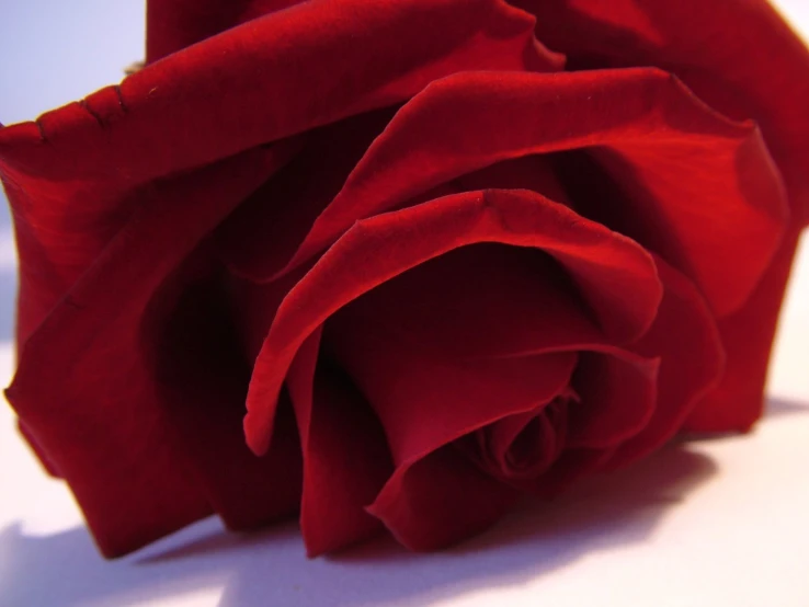 red rose on table that is ready for it to bloom