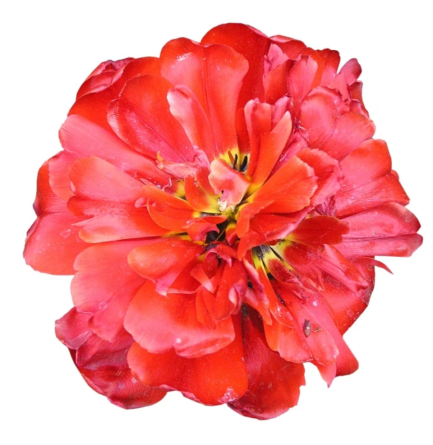 red flower with water drops on the petals