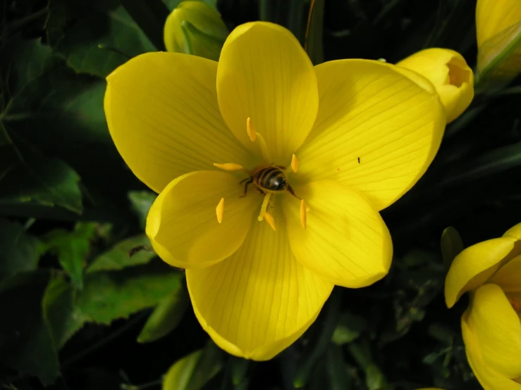 a bee is in the center of some yellow flowers