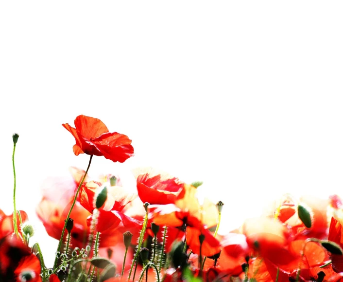 red poppys are growing and dying in a field