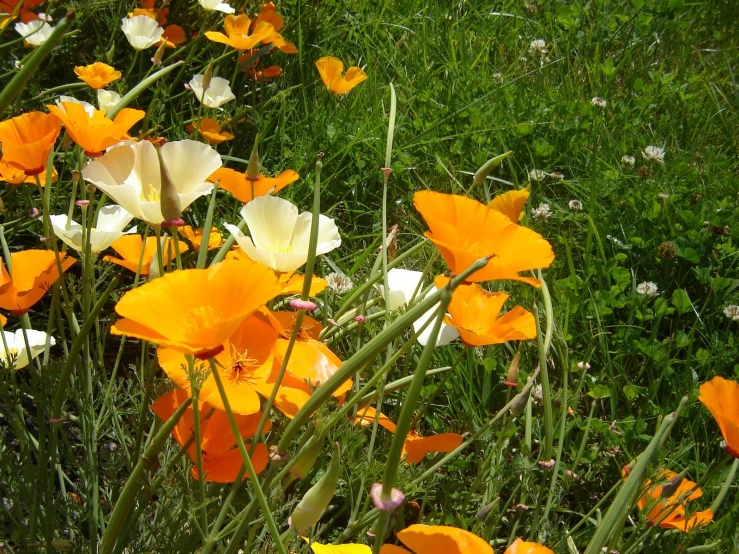 there are many colorful flowers growing in the grass