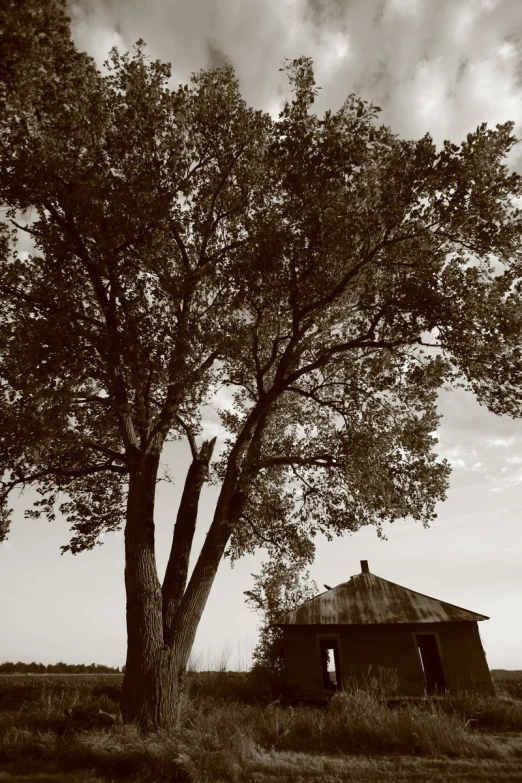 the tree is by the barn on a hill