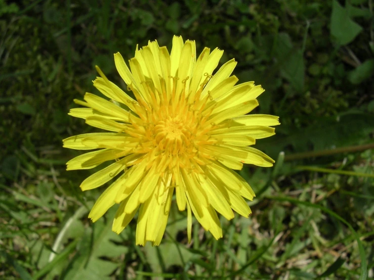 a single flower on the side of a hill