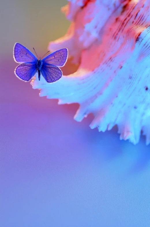 a small blue erfly flying over a pink flower