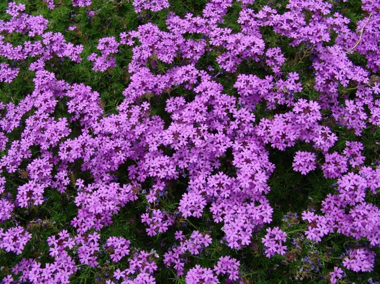 a bunch of purple flowers sitting in the grass