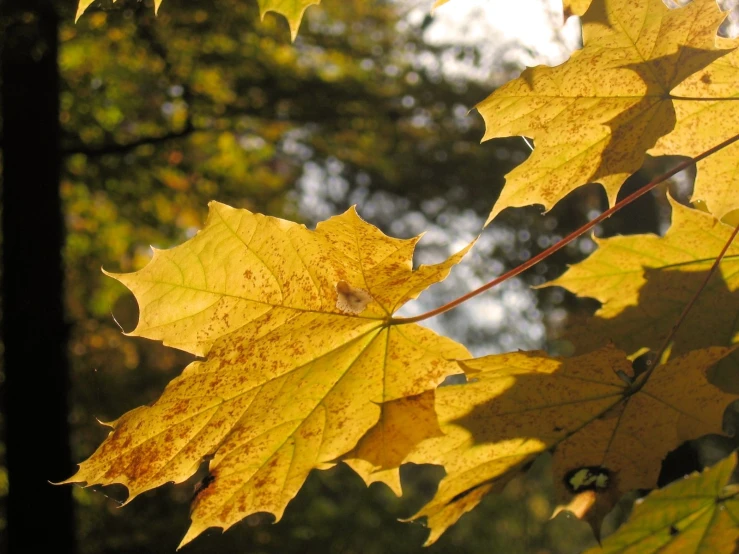 the leaves of a tree are still in golden yellow