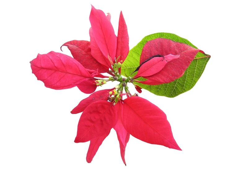 a pink poinsettia flower on a white background