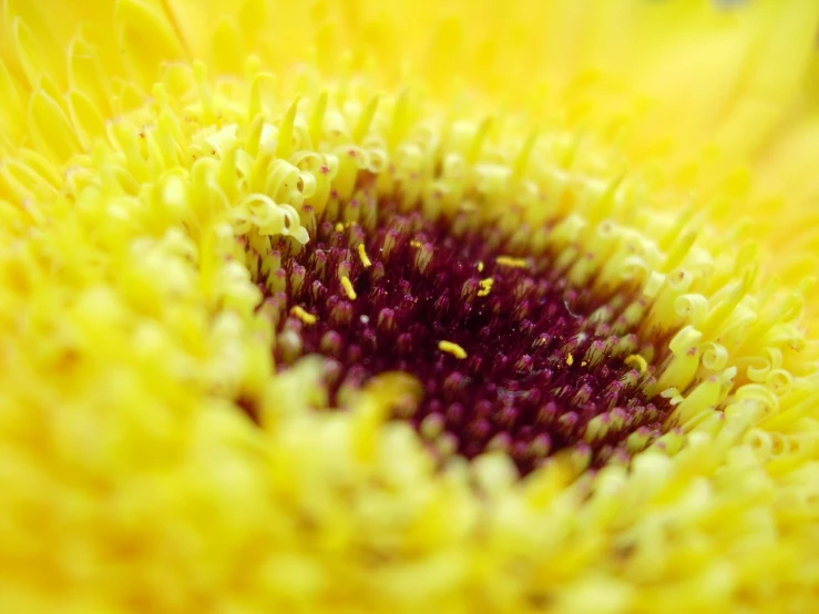 a close up view of the centre of a sunflower