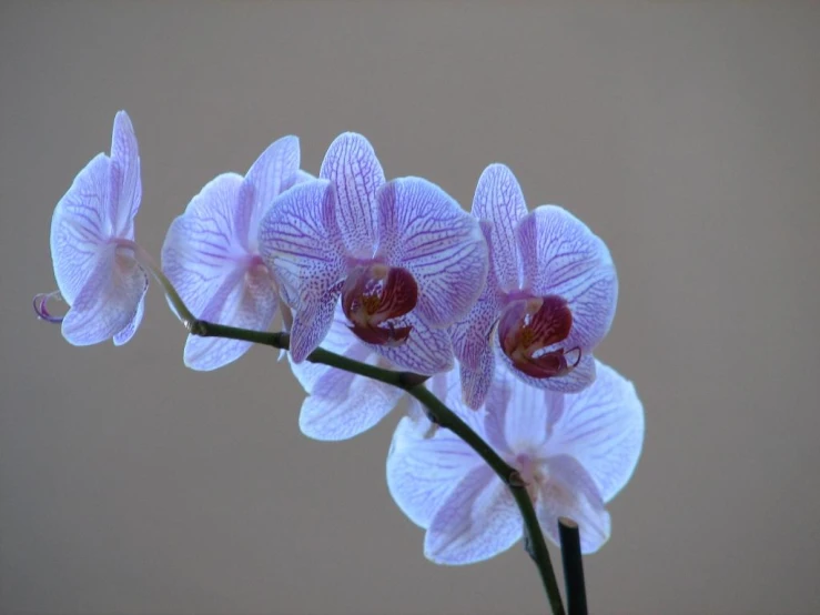 three purple flowers in a vase with buds