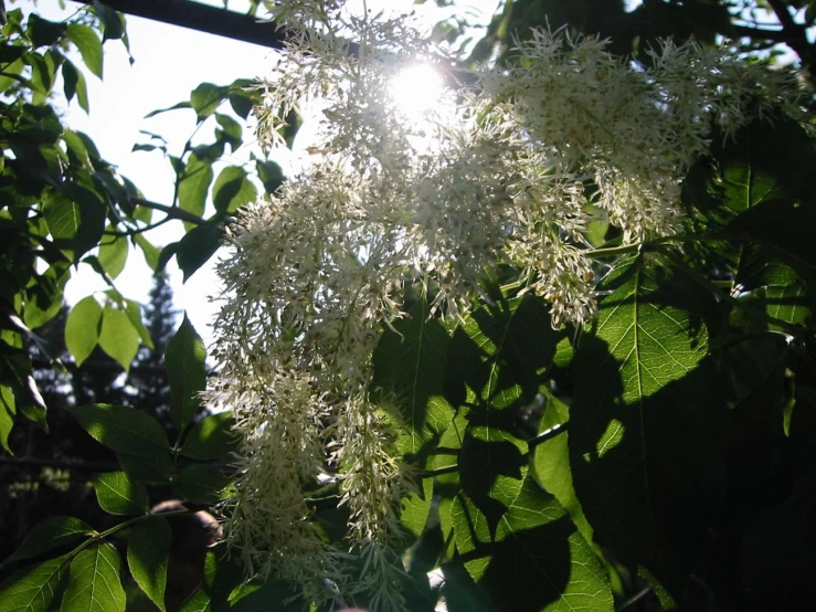 view of a bunch of small white flowers through green leaves