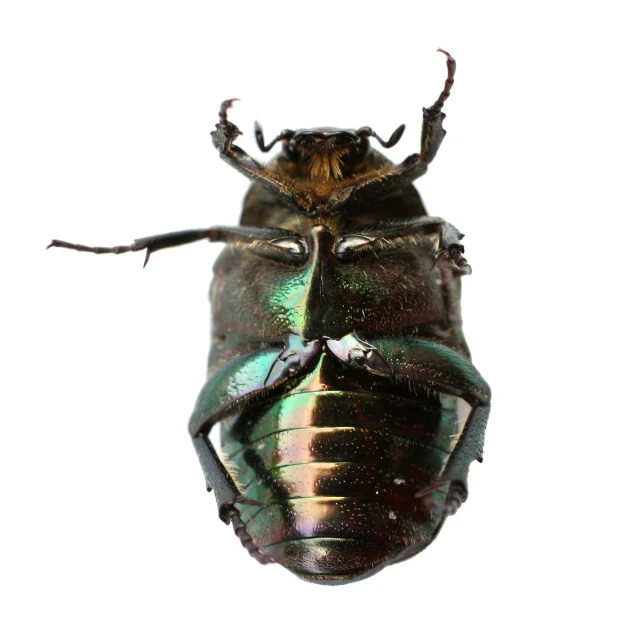 large beetle in the air against a white background