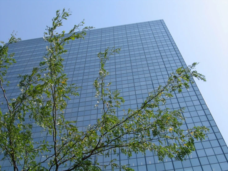 leaves of a tree in front of a tall building