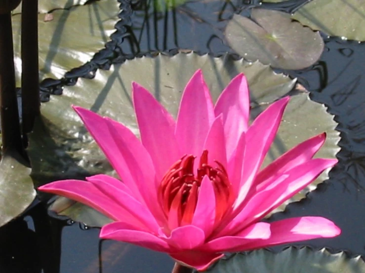 a pink water lily sits on top of the water