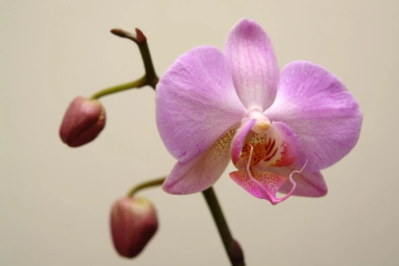 an orchid flower is blooming next to some other flowers