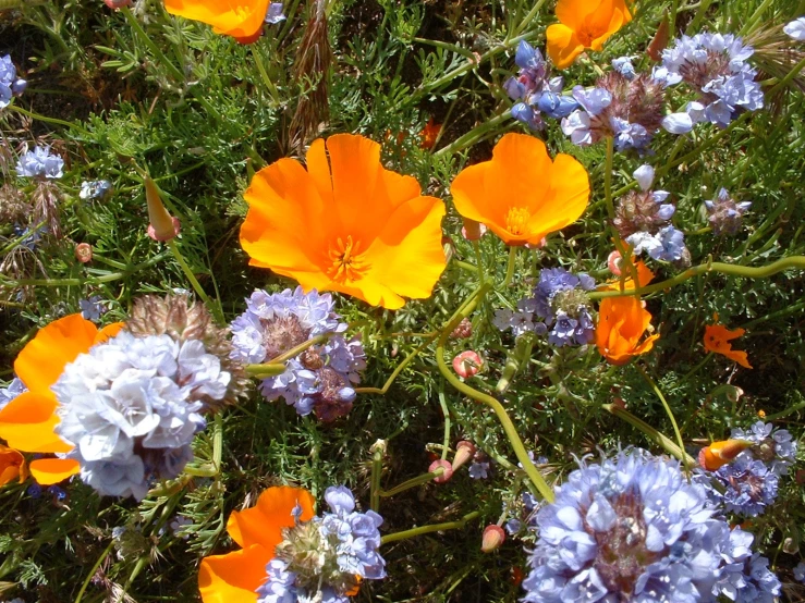 some very pretty flowers in the grass together