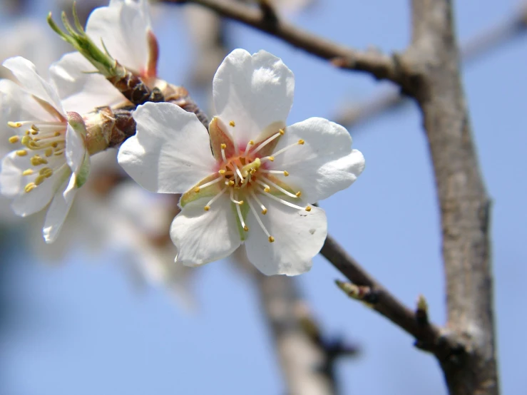 white flowers are blooming in the sky