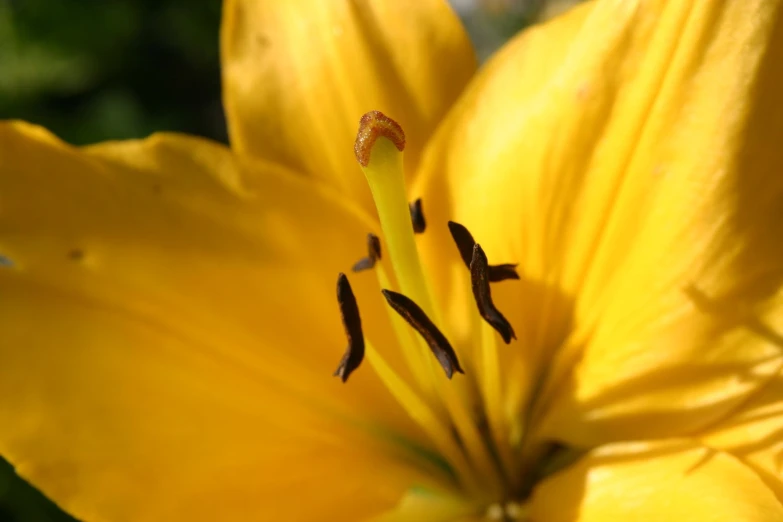 a single yellow flower is seen from the inside