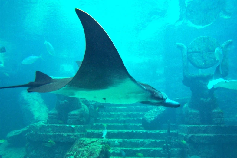 a manta ray swimming in the ocean next to reef