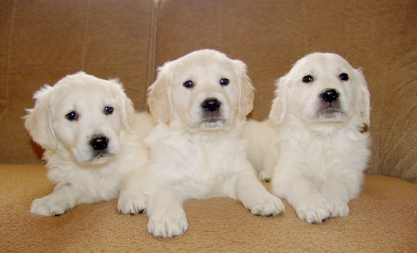 three white dogs sit with their heads cocked