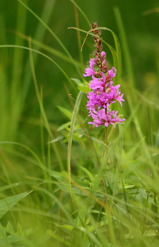 small pink flowers on green grass with water drops