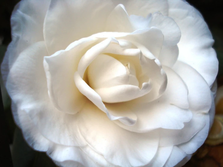a large white rose with lots of petals