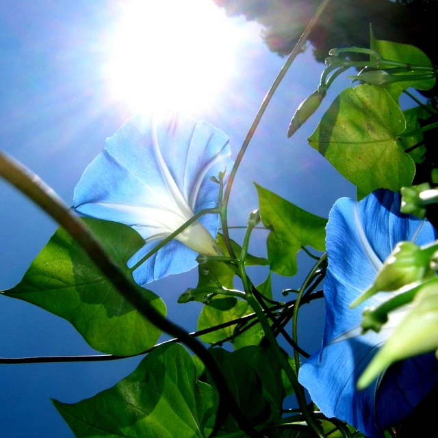 there are many blue flowers blooming near the sun