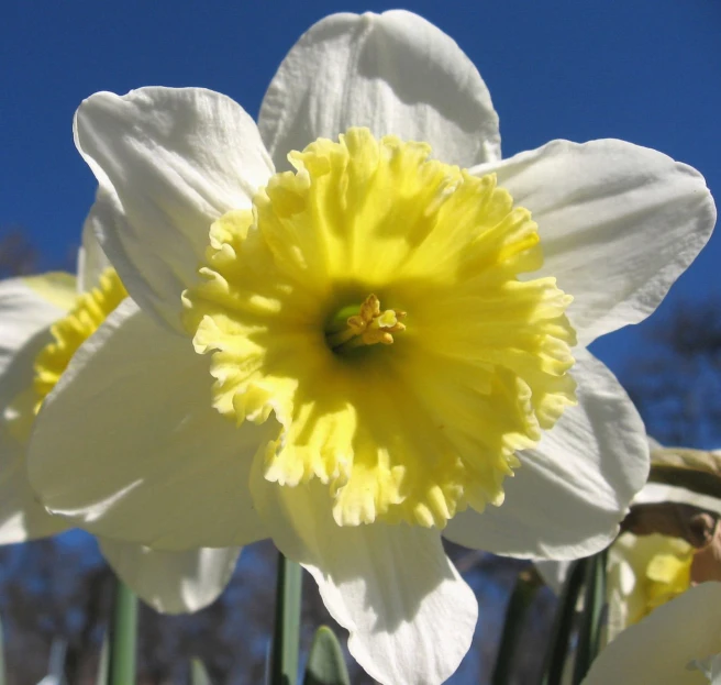 two daffodils with yellow centers and one white