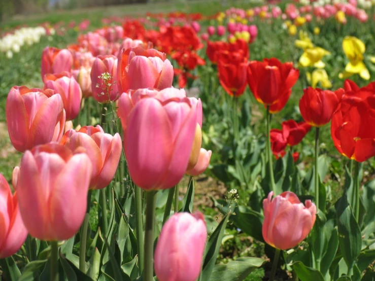 pink tulips in an open field with yellow and red flowers