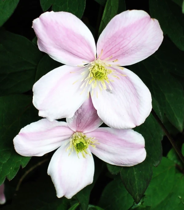 three flowers with green leaves surrounding them