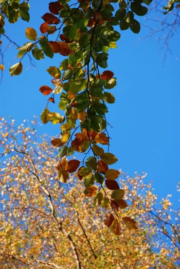 autumn leaves in the sky from below
