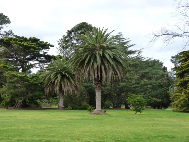 the large palm tree has fallen on top