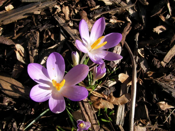 two small purple flowers with yellow petals