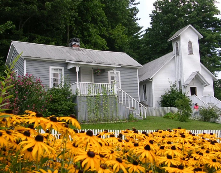 yellow flowers grow in front of two white houses
