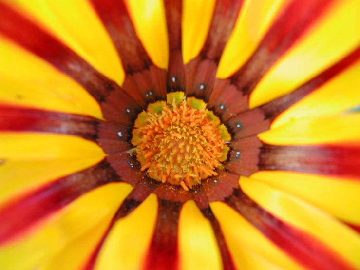 closeup image of the center and petals of an elegant flower